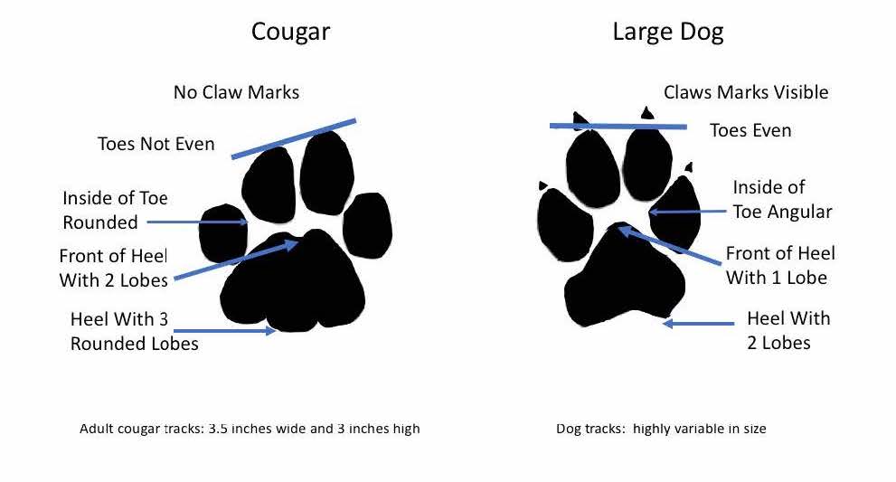 An illustration indicating the differences between a cougar track and a dog track.