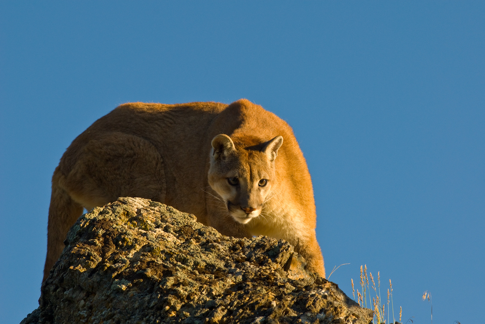 A cougar is perched on a boulder preparing to pounce. A clear blue sky is in the background.
