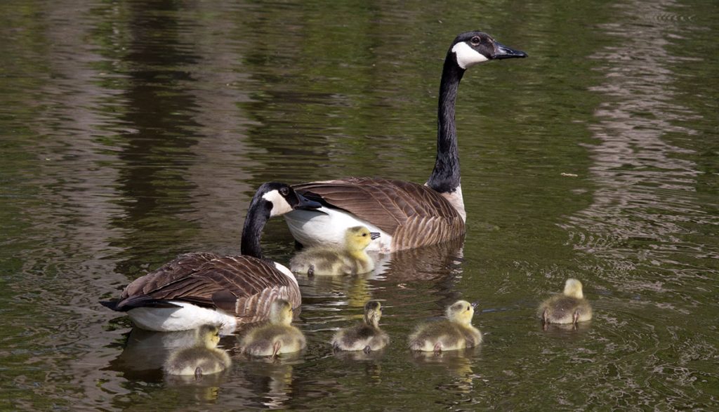 A Canada Goose family with goslings swimming in pond.