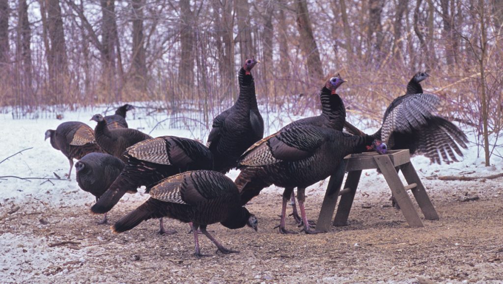 A group of wild turkeys eat at a bird feeder with snow and trees in the background.