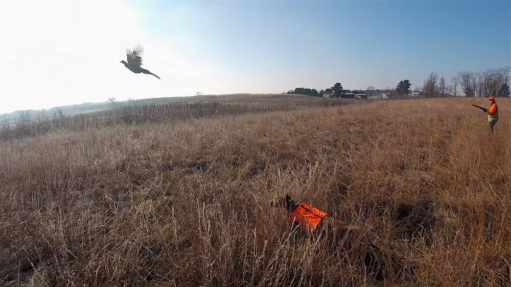A hunter flushes a ring-necked pheasant rooster in a prairie. A hunting dog stands nearby.
