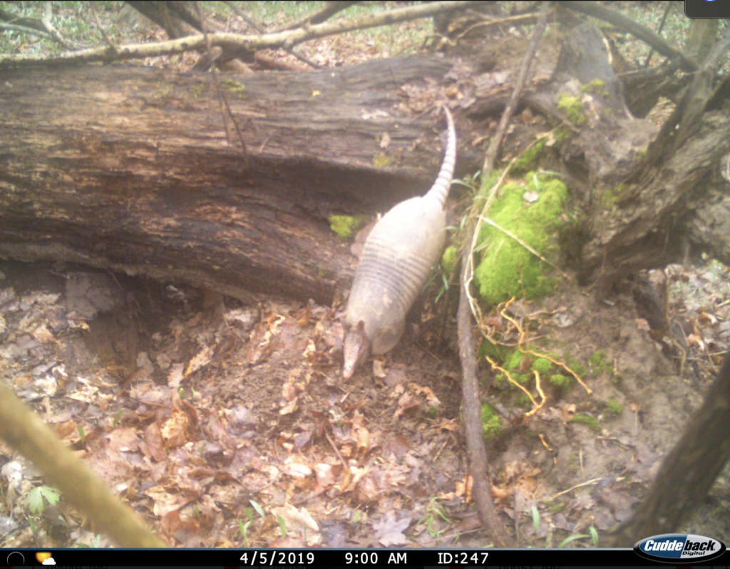 An image of an armadillo stepping down from a fallen log in a forest.