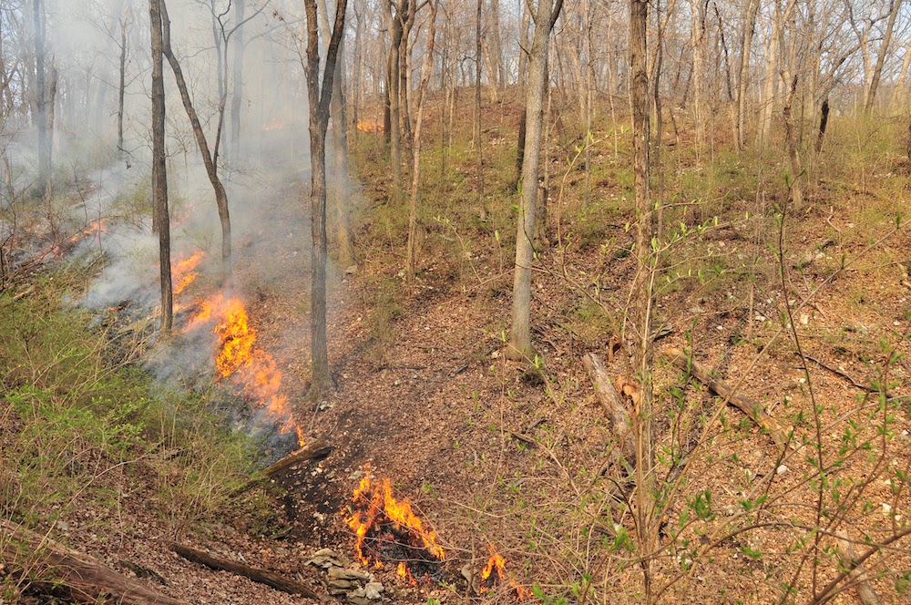 A line of fire on the side of a hill in a woodland is one view of prescribed burn.