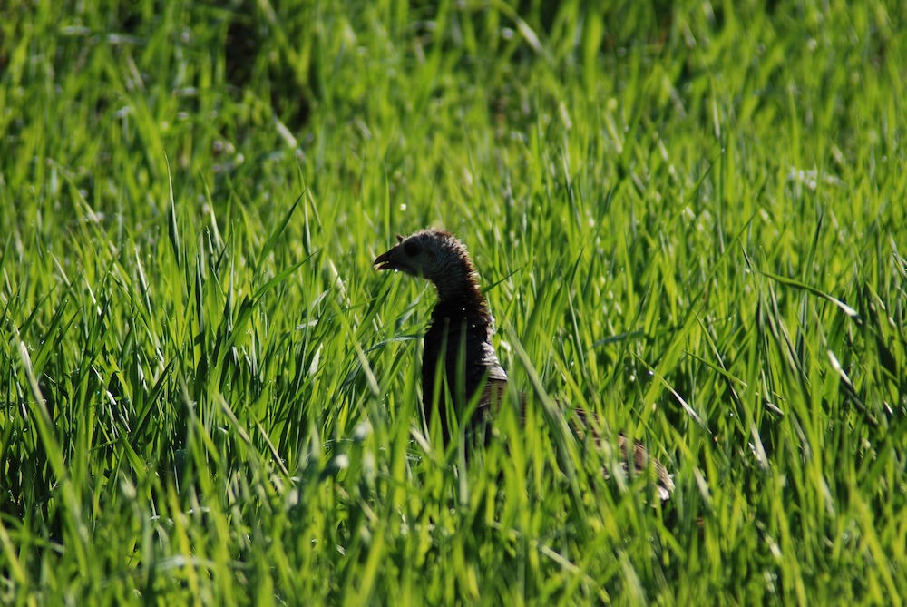 A wild turkey surrounded by tall grass with its head and neck above the grass.