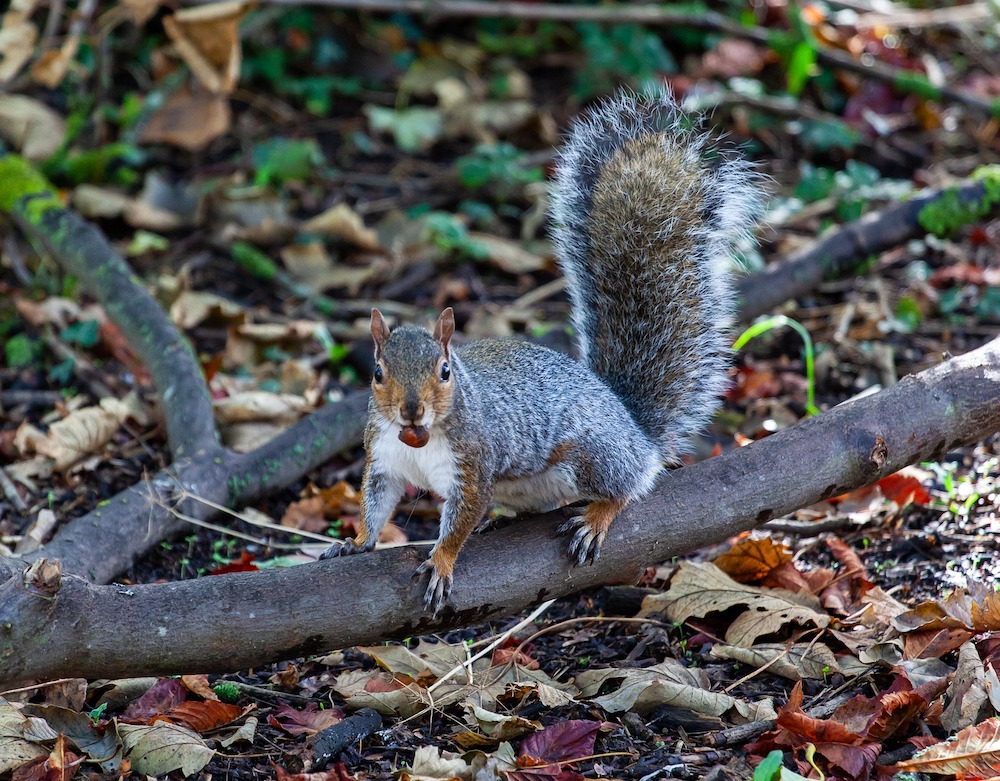 A squirrel with a nut in its mouth climbing on a fallen tree limb. Leaf litter surrounds the squirrel.