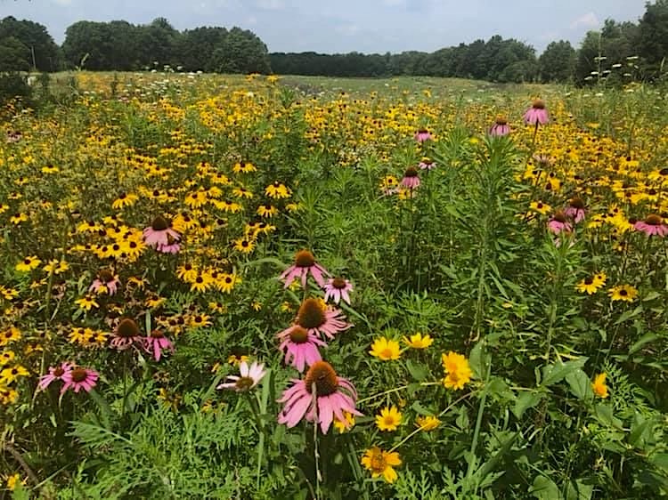 A grassland with prairie flowers of various colors including yellow, white, and pink are in bloom.