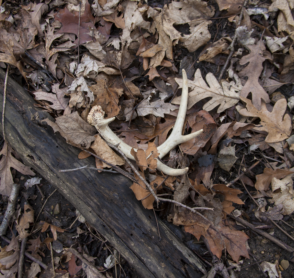 A shed deer antler is surrounded by leaf litter on a forest floor. A old log is on the bottom left side of the antler.