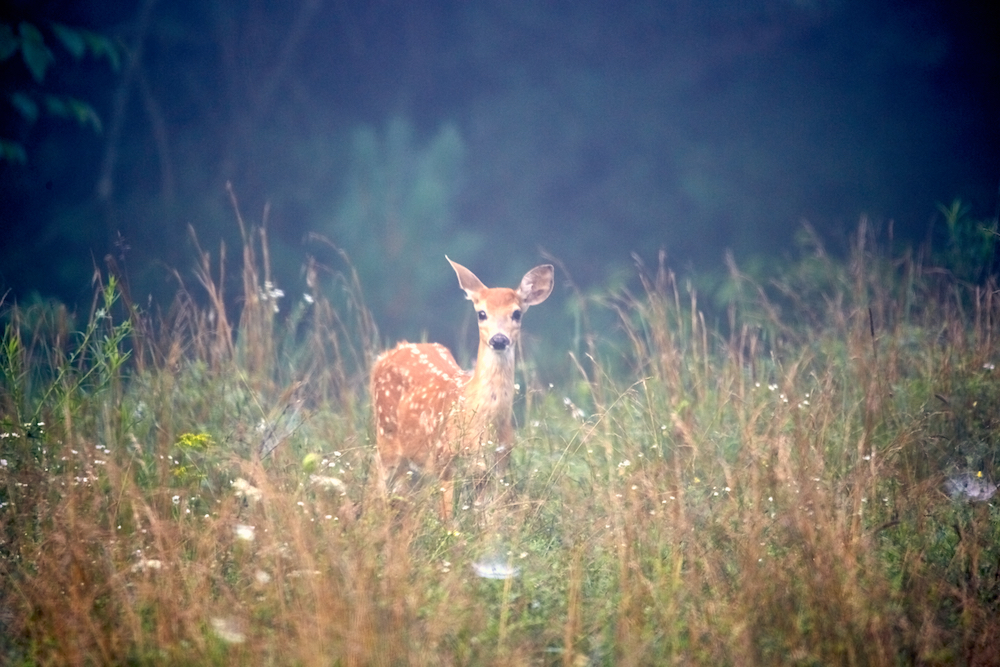 A fawn deer surrounded by grasses.