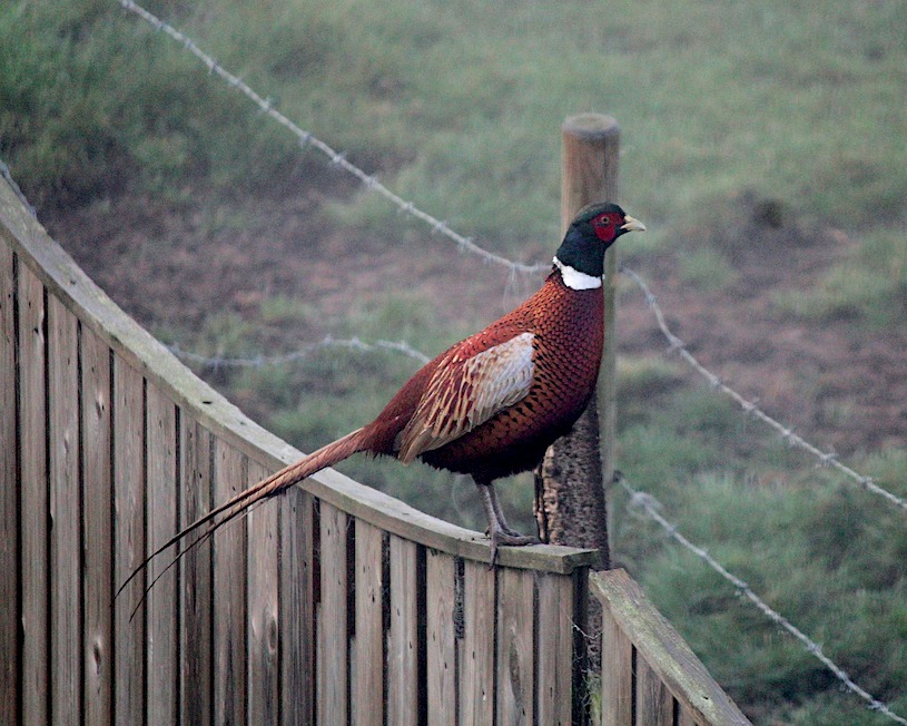 A male ring necked pheasant sitting atop a fence.