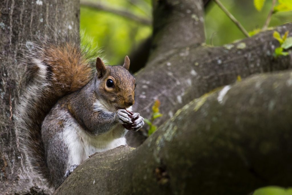 A grey squirrel on a branch of a tree eating a nut.