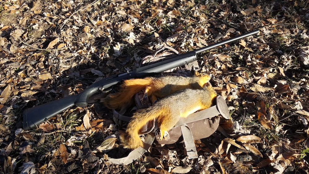 Two orange and grey harvested squirrels on the forest floor next to a firearm.