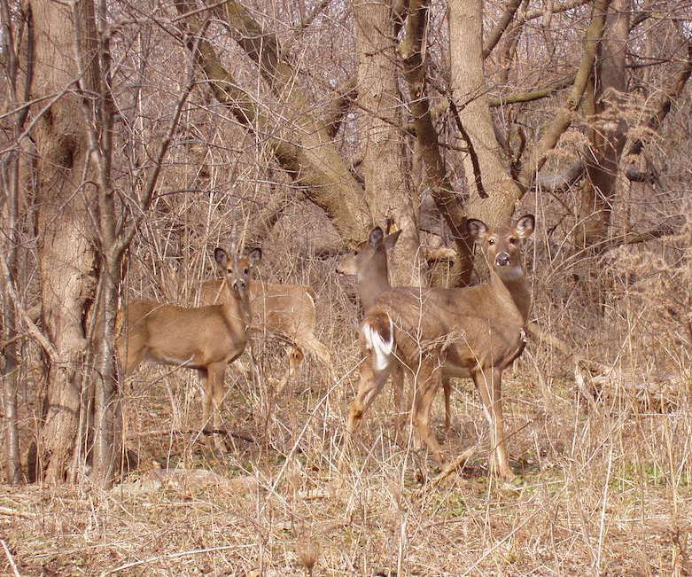 A group of deer in a forest.