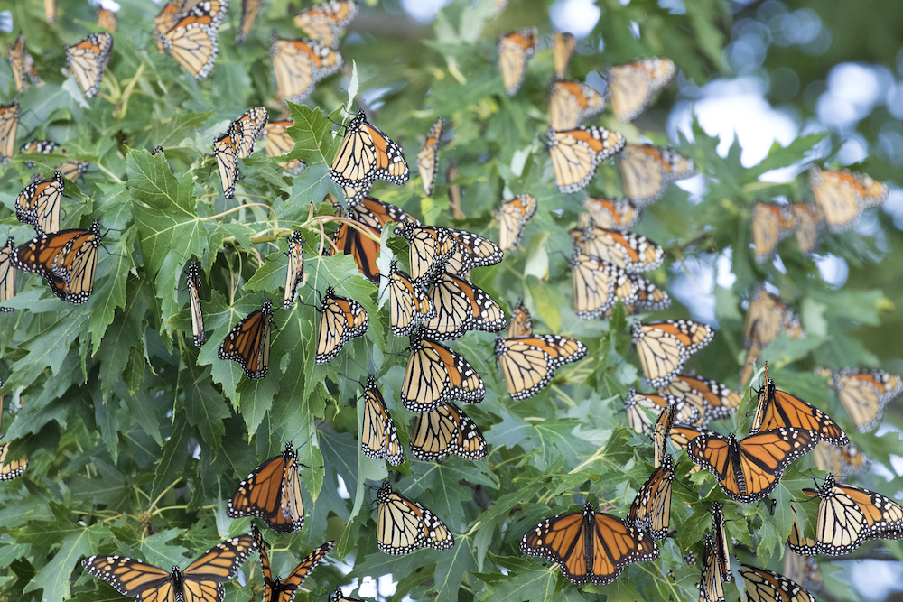 Orange and black monarchs, too numerous to count, are nestled amongst the green lobed leaves of an oak tree.