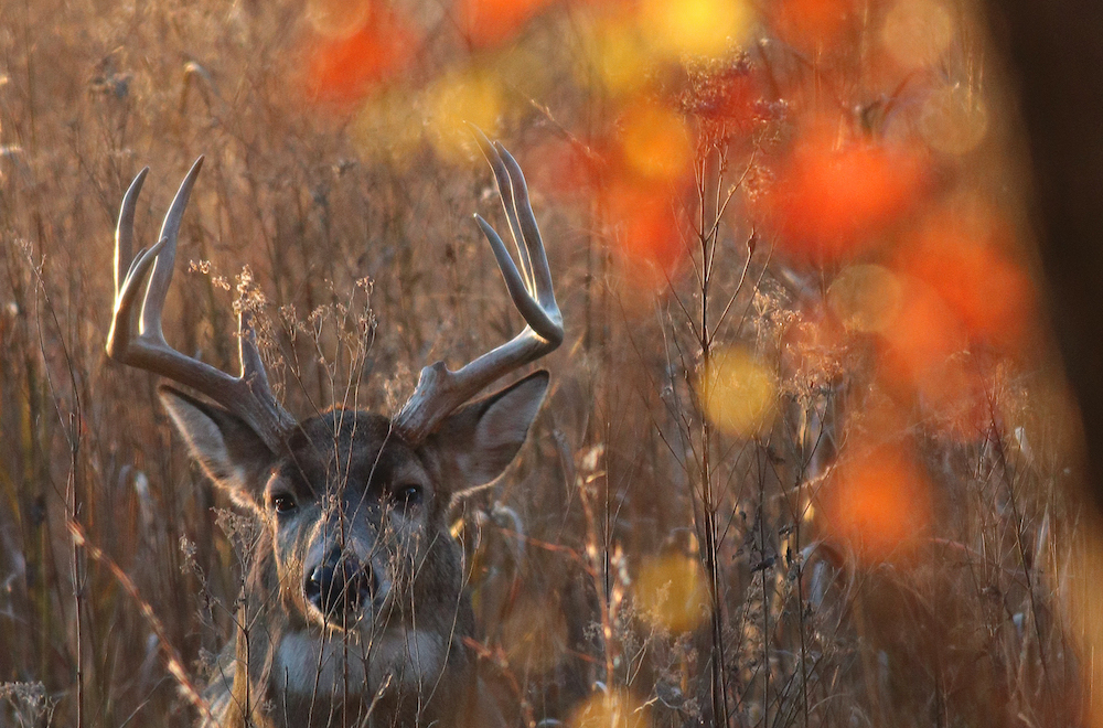 A male white-tail deer with large antlers stands in a grassy field with orange autumn leaves in the foreground.