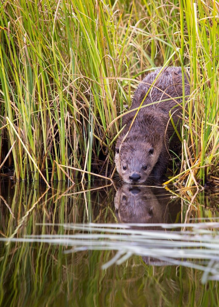 A dark brown river otter stands on the river bank surrounded by grasses with its nose and muzzle close to the surface of water.