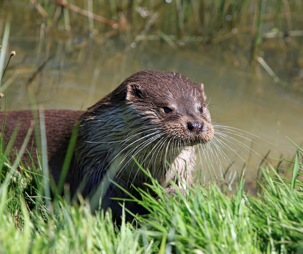 A close-up image of a river otter's face. In the background is murky water and wetland plants.