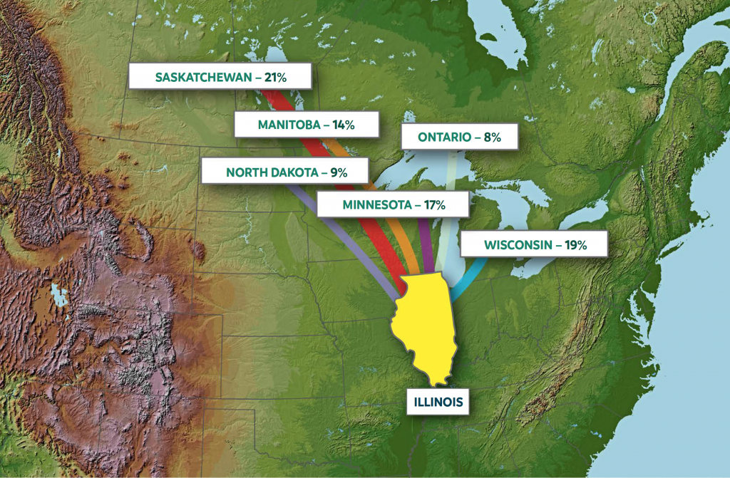 A map illustrating band recovery data for waterfowl harvested in Illinois. 21% of the birds were banded in Saskatchewan, 14% of the birds were banded in Manitoba, 8% of the birds were banded in Ontario, 9% of the birds were banded in North Dakota, 17% of the birds were banded in Minnesota, and 19% of the birds were banded in Wisconsin.
