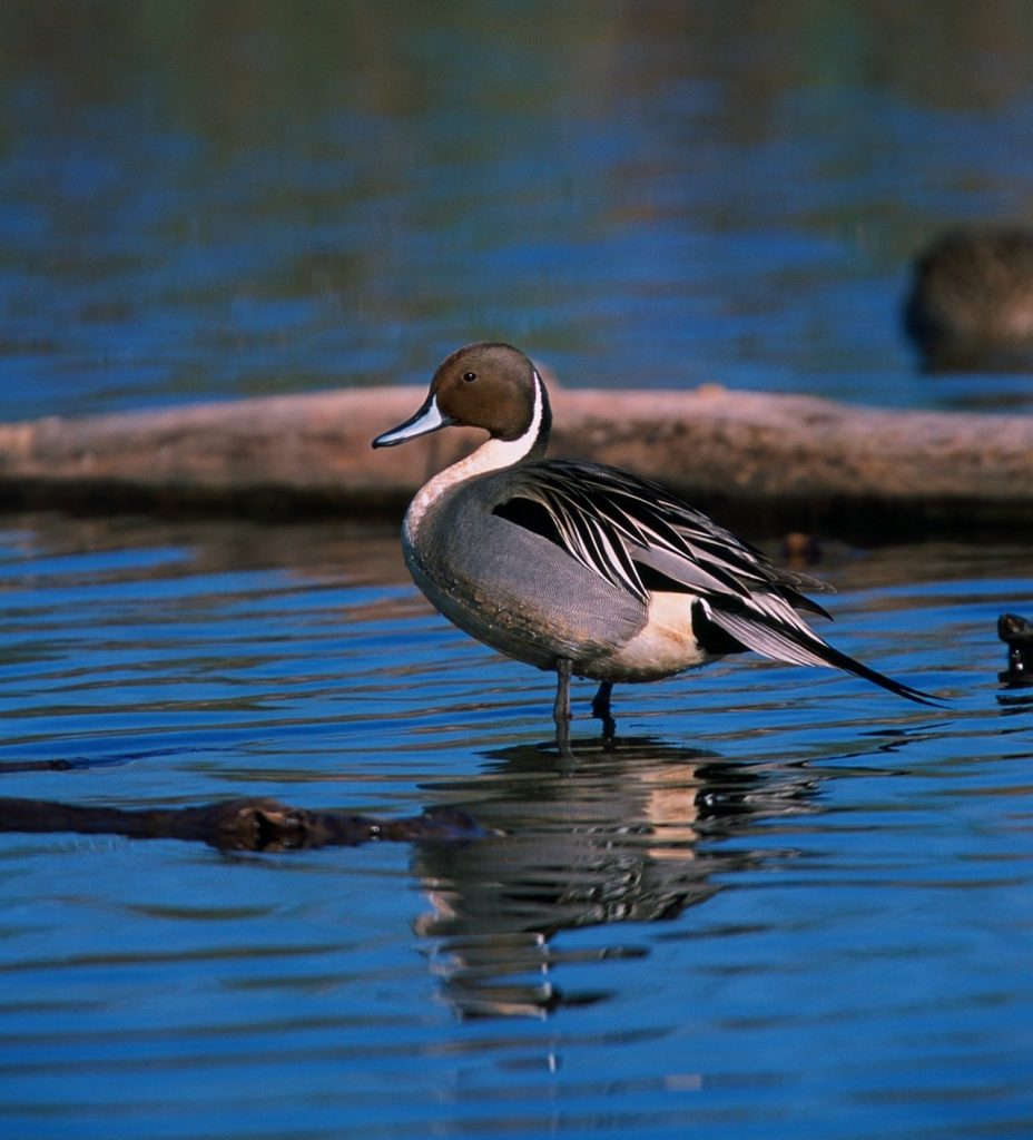 A grey, white and black duck with a brown head stands in a wetland.