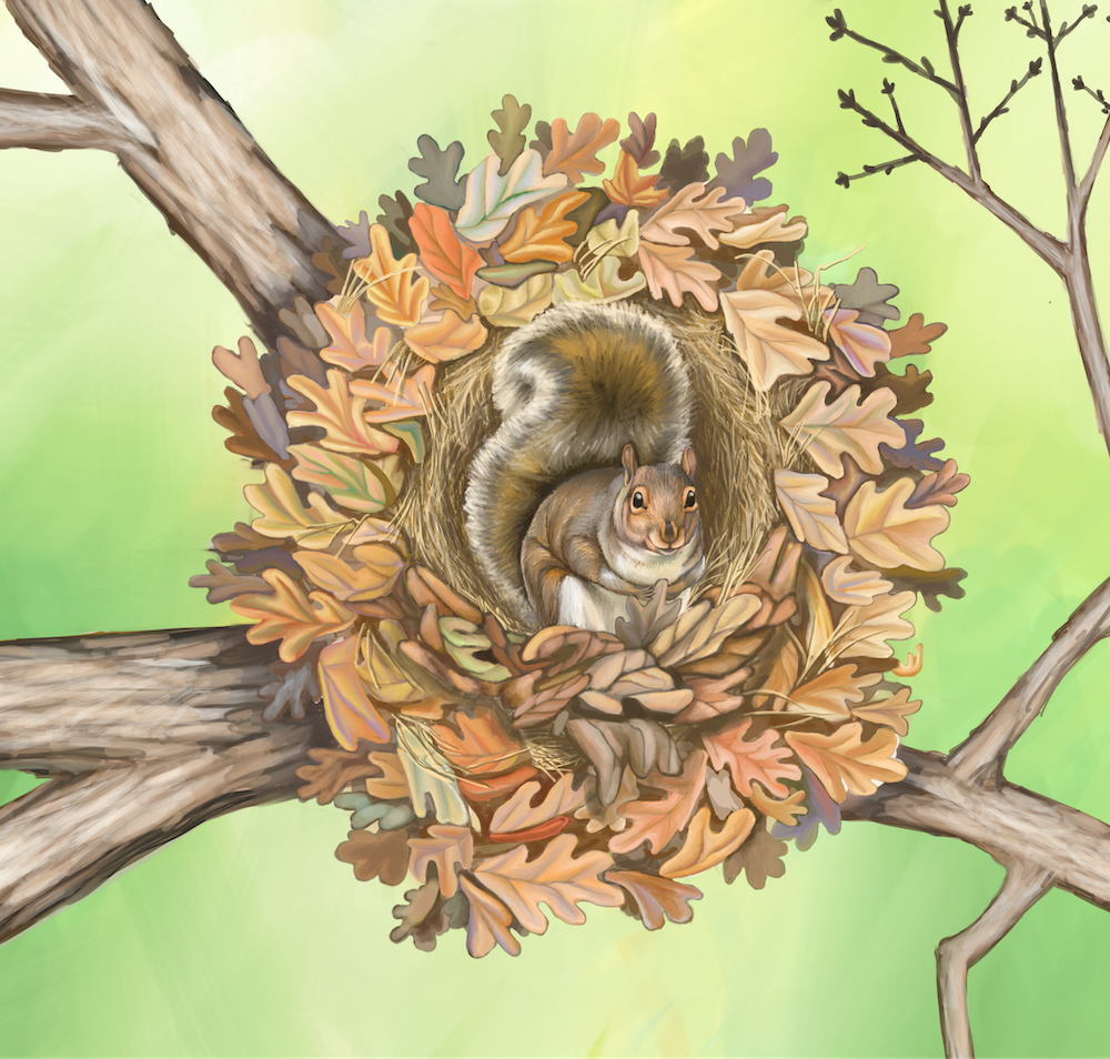 Outdoor Illinois Wildlife Journal