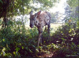 Deer with many cutaneous fibromas. Occasionally, massive or numerous tumors interfere with the activities of a deer, affecting its sight, respiration, breathing, or walking ability; which can lead to the death of the deer.