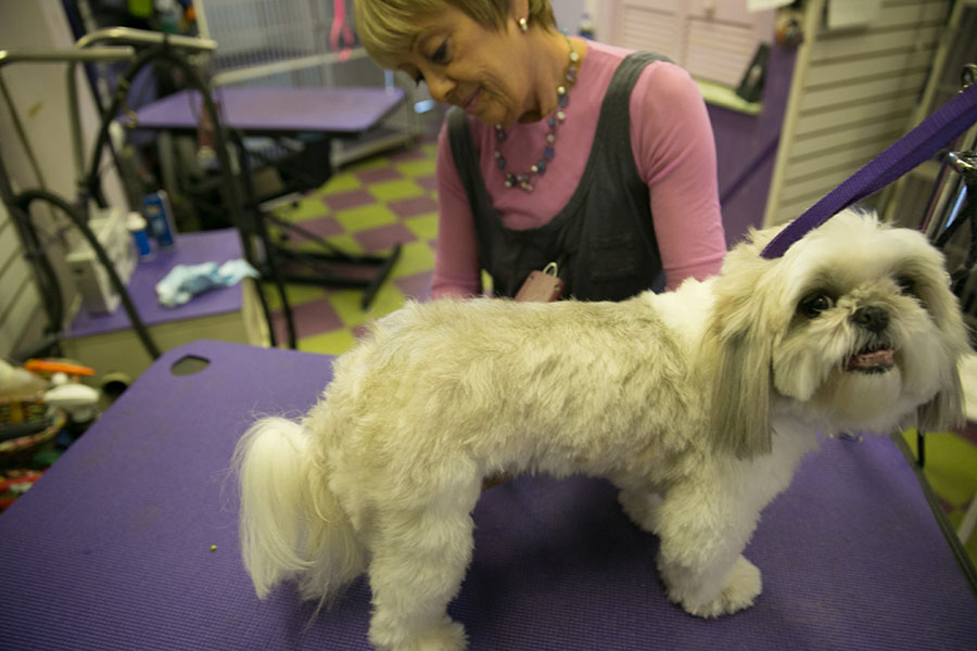 Newton Highlands Pet & Grooming Boutique