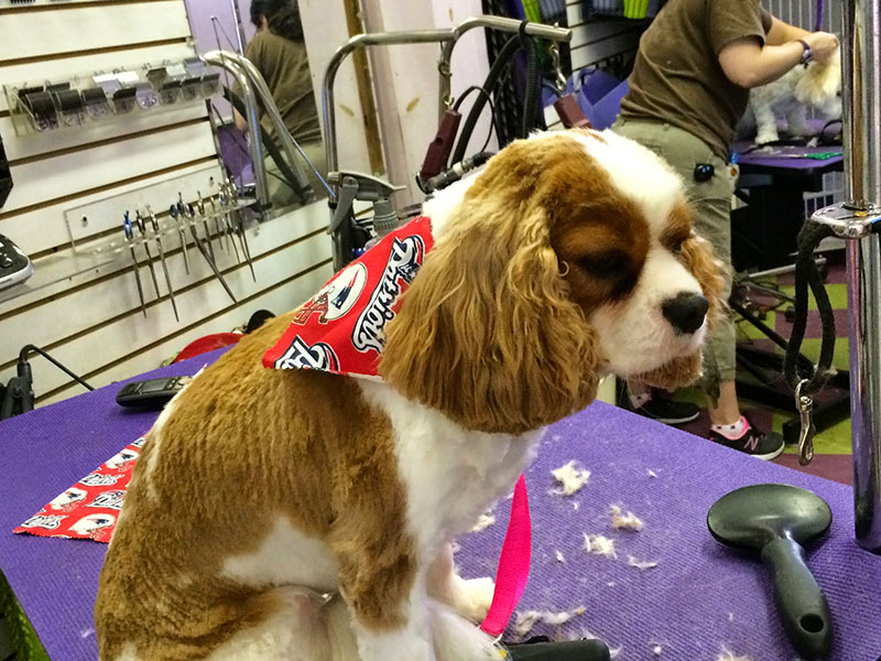 Newton Highlands Pet & Grooming Boutique