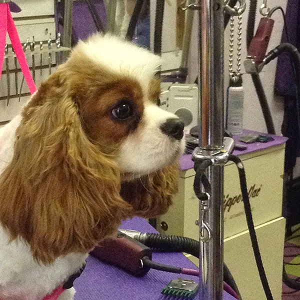 Newton Highlands Pet & Grooming Boutique