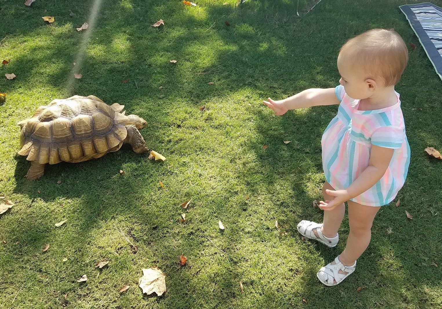 She found a turtle.