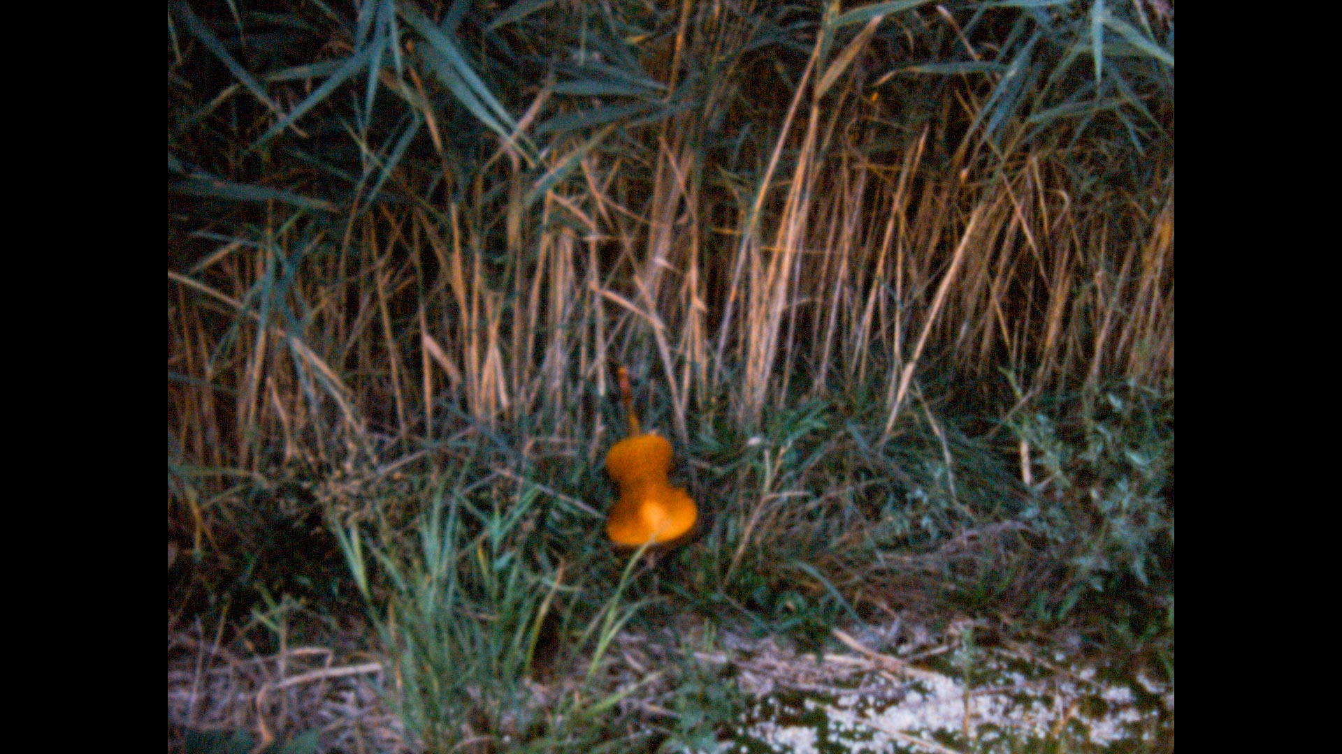 Still from Nam June Paik: Violin Dragging by Bob Harris