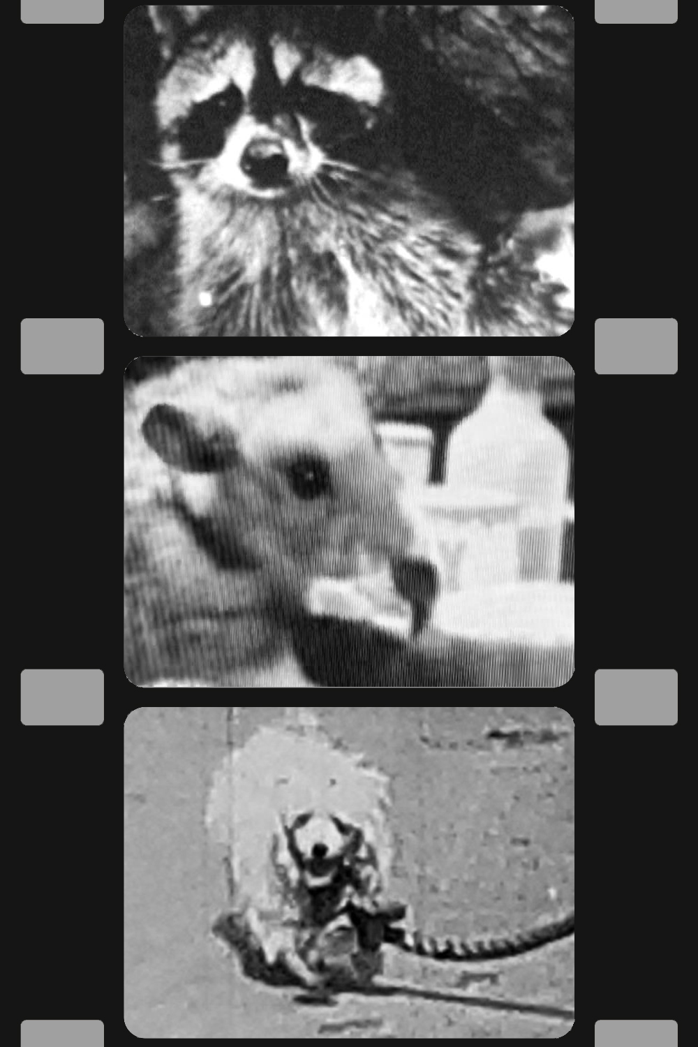 Poster for Sweet 16mm – Antique Animal Antics