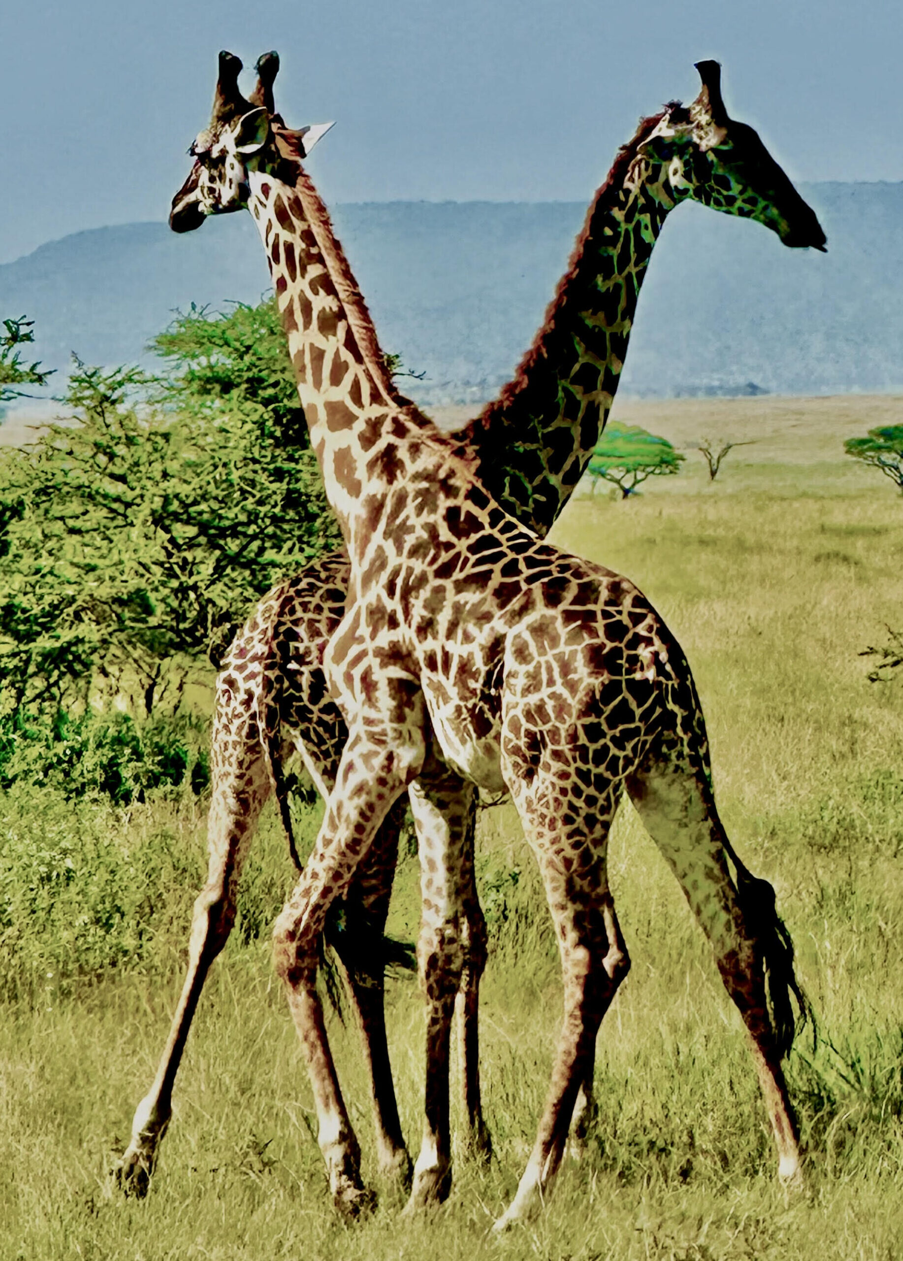 Poster for Wild Africa with Martin J. Rosen
