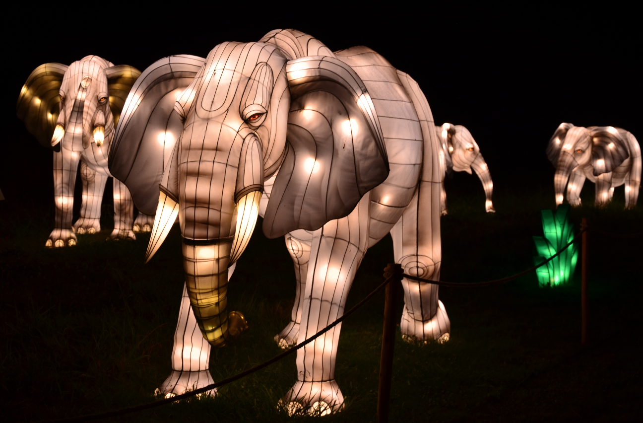 There's Still Time to See The Bronx Zoo Holiday Lights NJ Family