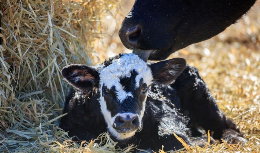 Sissons Feed & Seed Co Weaning a Calf Delta, CO Sissons Feed and