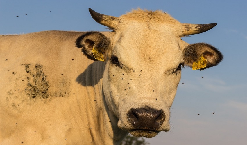 Tips On Fly Control For Your Cattle HC Summers Feed & Supply Jefferson, MD