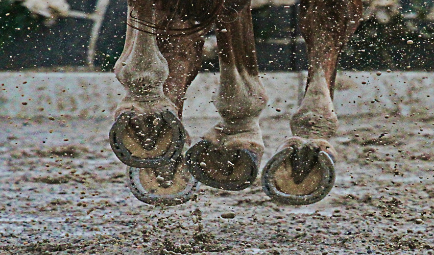 Caring for Your Horse's Hooves in Wet Conditions HC Summers Feed
