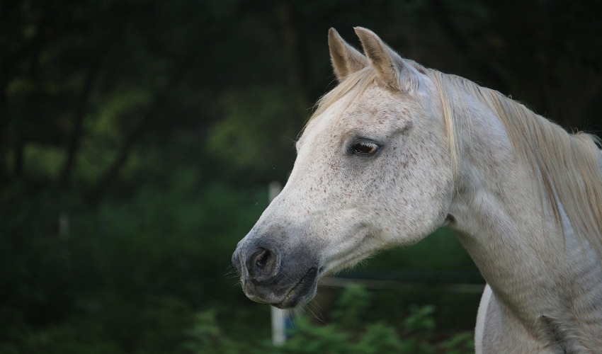Sleep Deprivation in Horses HC Summers Feed & Supply Jefferson, MD