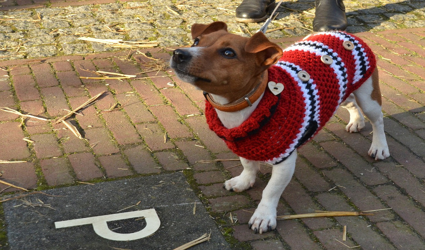 Winter Clothes for Dogs Today's Pet Inc. Elkridge, MD