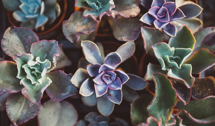 Ceramic Pottery Sarasota FL, Garden Center Sarasota FL, Farm & Garden