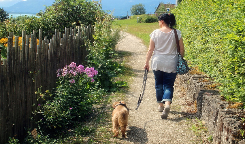 Understanding The Differences Between Collars and Harness Miller's