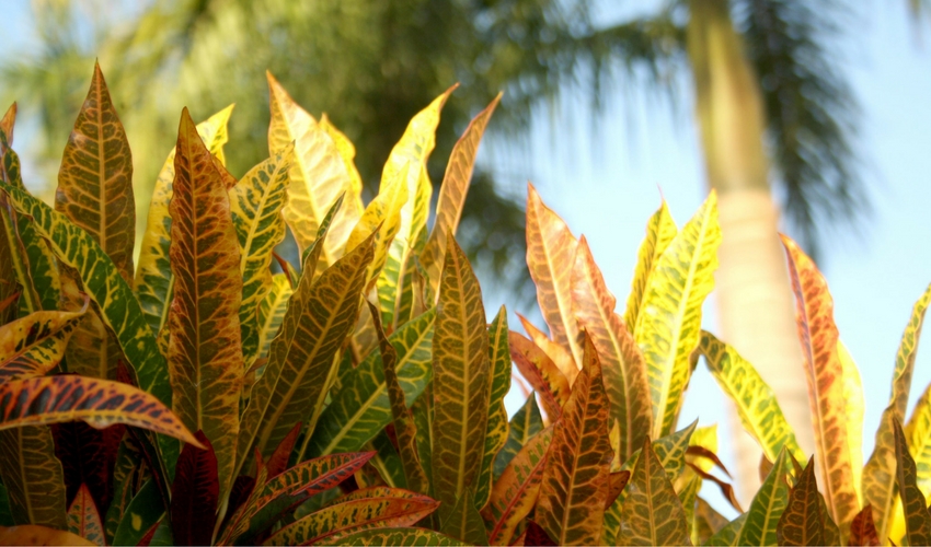 Best Garden Plants For Warmer Climates Lone Star Farm & Home