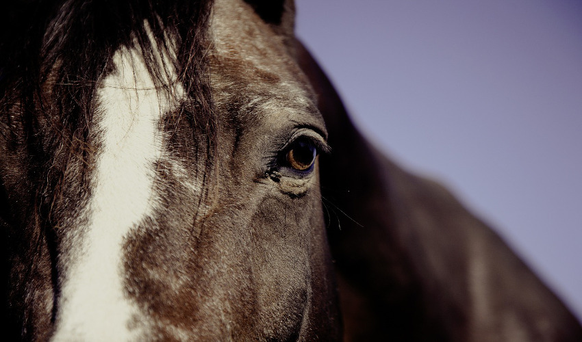 Dealing With Boredom in Horses Hall's Feed & Seed Collierville, TN