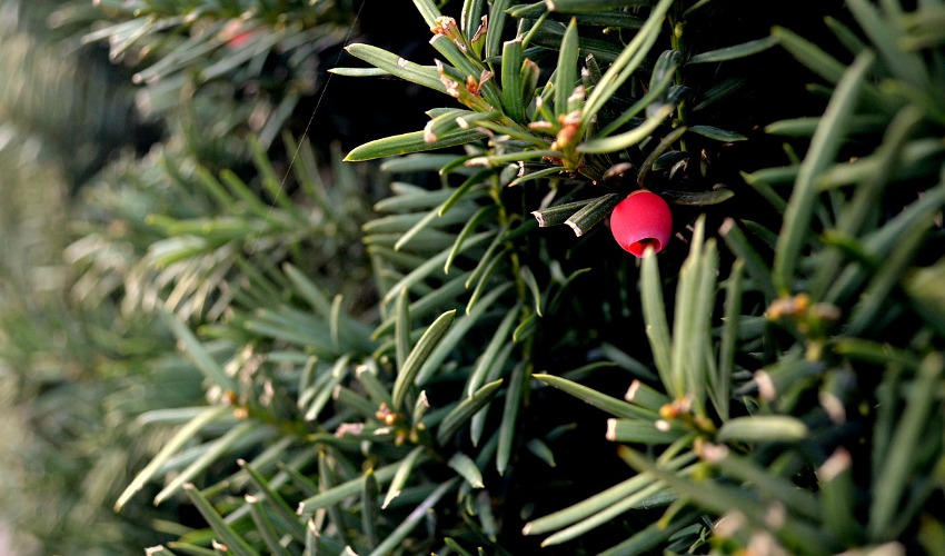 Garden Center Flowood MS, Home Goods Flowood MS, Jackson MS, Patio