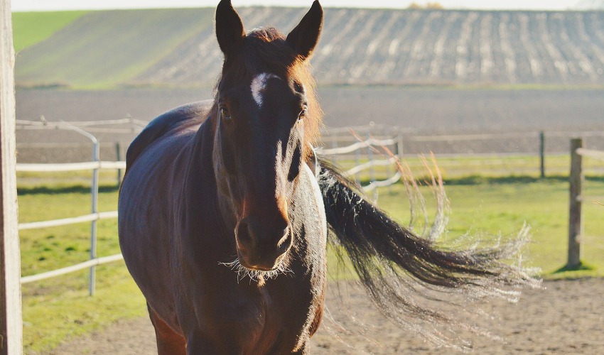 Preventing Colic In Your Horse Country Corner Feed & Tack, LLC Site