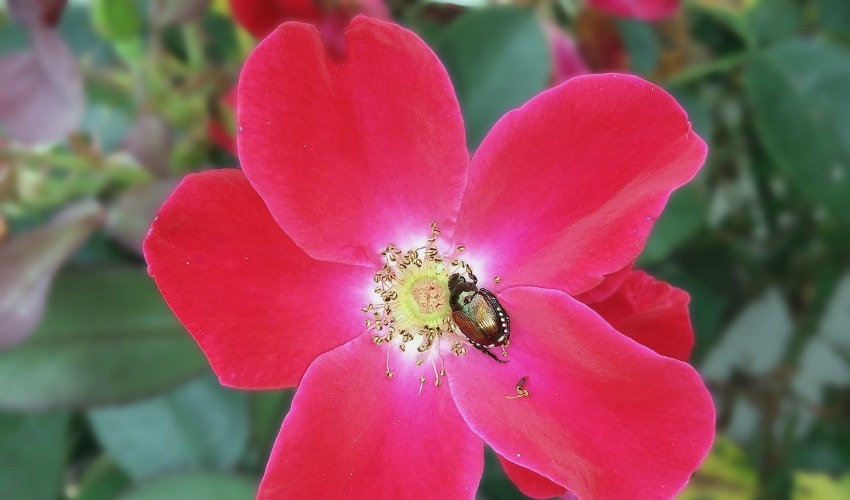 Ridding Your Garden Of Japanese Beetles Without Chemicals Brooks Feed