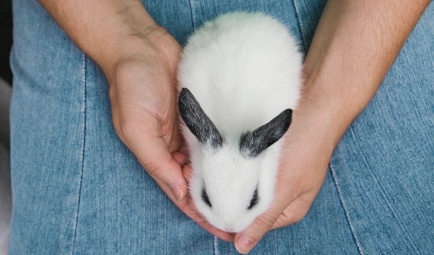 Picking Up Your Rabbit Wiscoy Pet Food Co. State College, PA