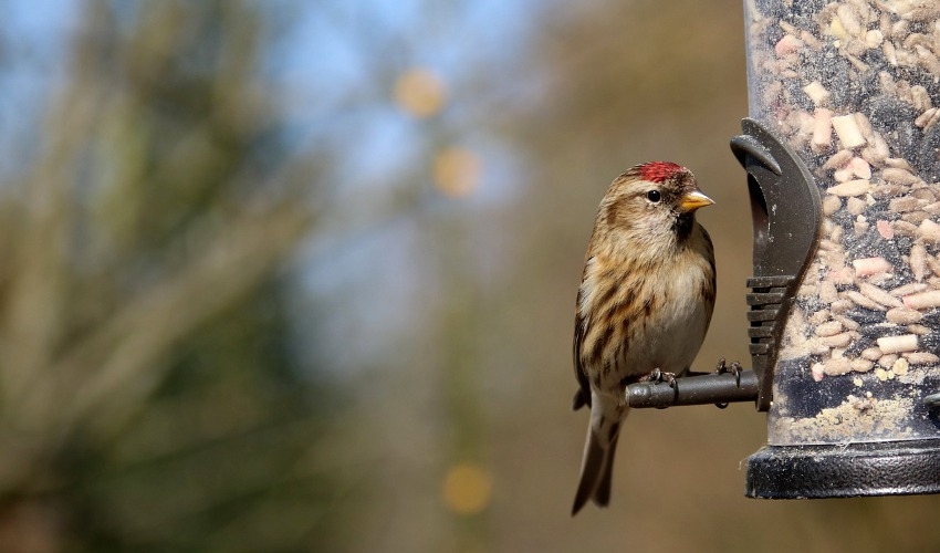Three Ideas For Choosing The Best Bird Feeder Location Hall's Feed