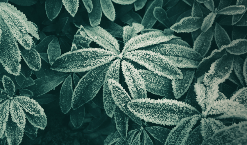 How to Revive Damaged Plants From Cold Temperatures East River Nursery Huron, SD