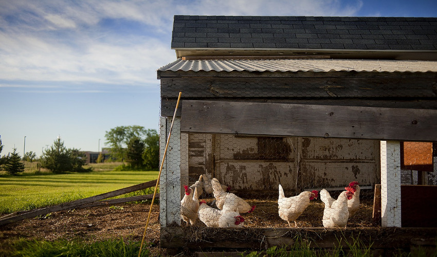 Fletcher's Feed & Farm Supply The Importance of a Chicken Coop