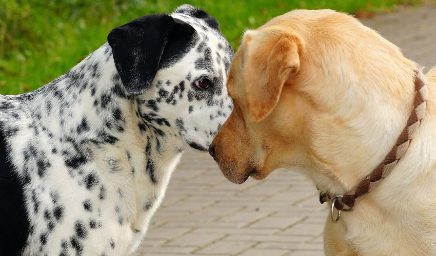 Picture of How to Stop Your Dog From Bullying Other Dogs | All Things Woof Meow ...