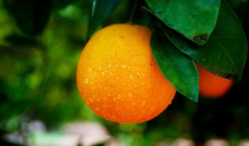 How to Prune Fruit Trees Dushore Agway Dushore, PA